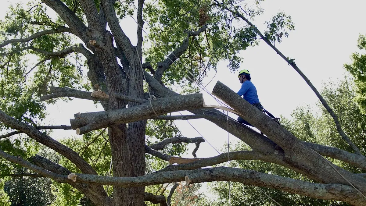 Professional Crown Thinning performed by certified arborists in Wyckoff