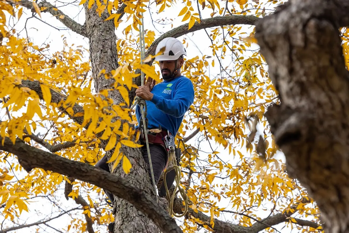 Skilled Tree Pruning crew working in Wyckoff