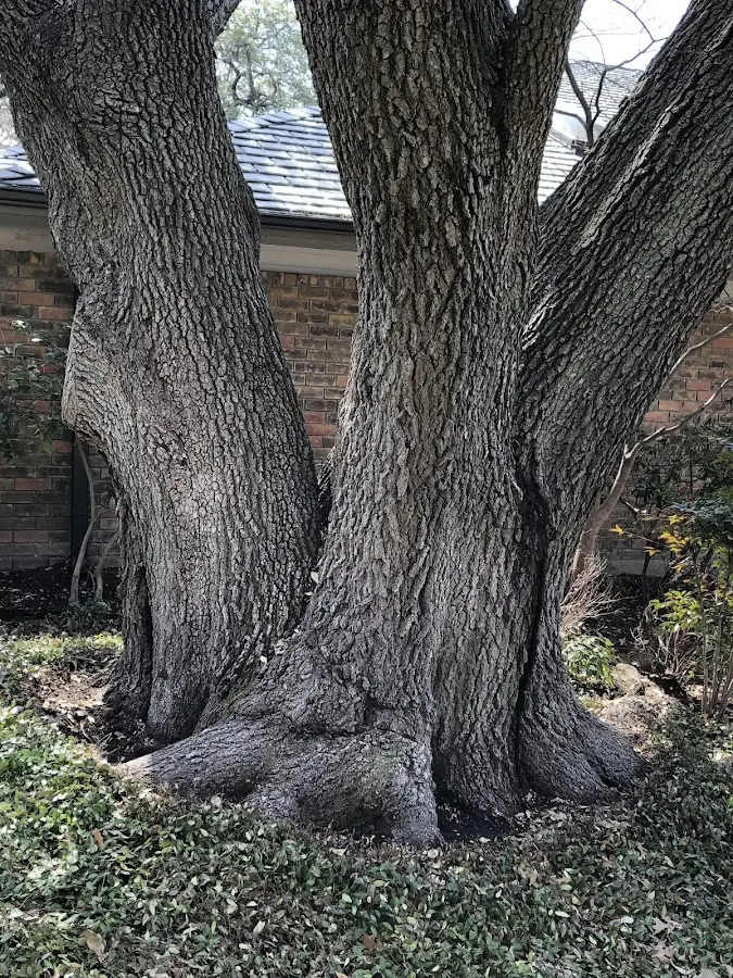 Mature heritage tree close to a Wyckoff property cared for by certified arborists
